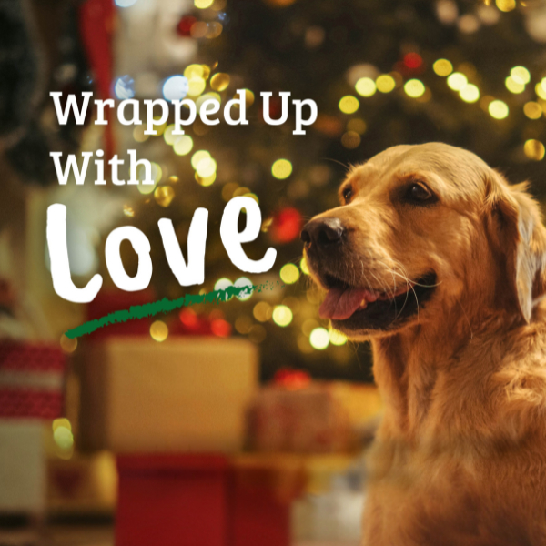 Wrapped Up With Love 2025